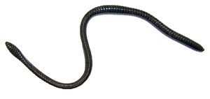 ER 16" Worm Green Pumpkin 10 Bulk Count ER 16" Worm Green Pumpkin 10 Bulk Count