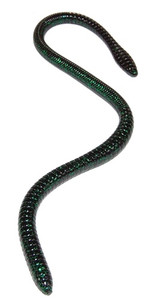 ER 16" Worm June Bug ER 16" Worm June Bug