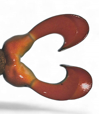 The Swimming Frog Replacement Legs Sunfish