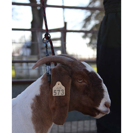 ralph lauren repp tie