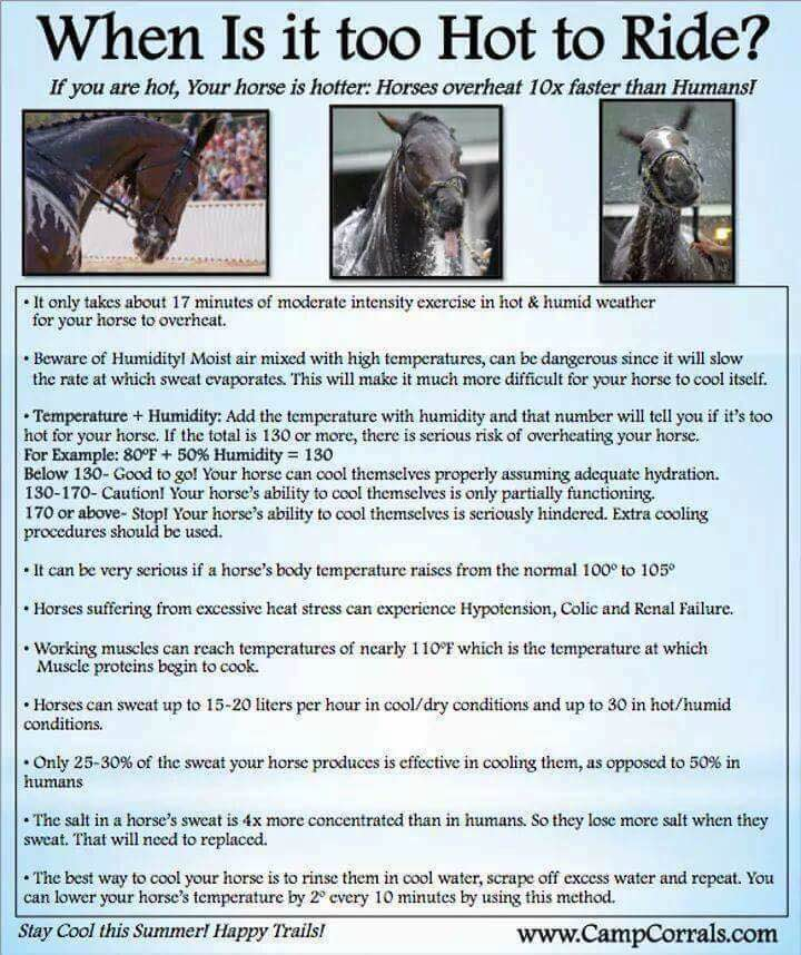 WHEN IS IT TOO HOT TO RIDE YOUR HORSE? - DENNARDS