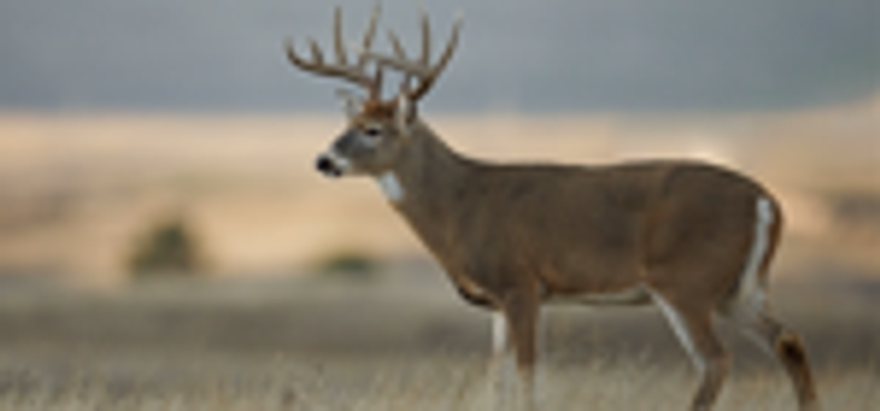 FOOT PLOT TIPS FOR DEER  |  WHITE TAIL DEER  |  BIG BUCKS