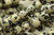 Dalmatian Stone "Jasper", Natural, Smooth Round, 6mm, One Strand