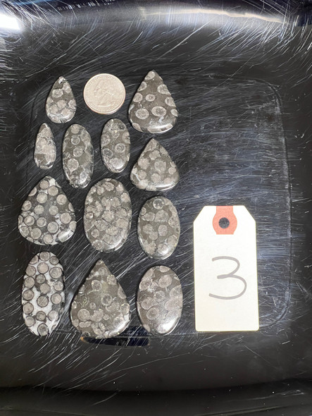 Fossil Coral, Black, Cabochons, Pick Lot You Like, 100 Grams