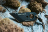 TOPS ALRT Mini Fixed Blade Knife - 1.25" 1095 High Carbon Steel Blade, Kydex Sheath, Paracord Lanyard