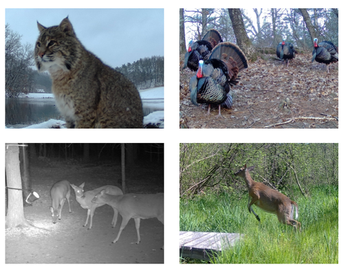 TACTACAM REVEAL X 3.0 Game Camera - Gen 3 Trail Camera TACTACAM REVEAL X 3.0 Game Camera - Gen 3 Trail Camera