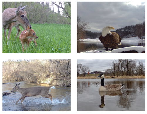 TACTACAM REVEAL X Pro 3.0 Game Camera - Gen 3 Trail Camera w/ LCD Screen TACTACAM REVEAL X Pro 3.0 Game Camera - Gen 3 Trail Camera w/ LCD Screen