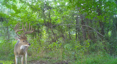 TACTACAM Reveal XB Cellular Game Camera - 24MP, Can operate on ATT or Verizon nationwide LTE/4G Networks TACTACAM Reveal XB Cellular Game Camera - 24MP, Can operate on ATT or Verizon nationwide LTE/4G Networks