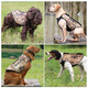 MOmarsh 34128 Versa-Vest Adjustable Dog Vest Gore Optifade Waterfowl Marsh Neoprene