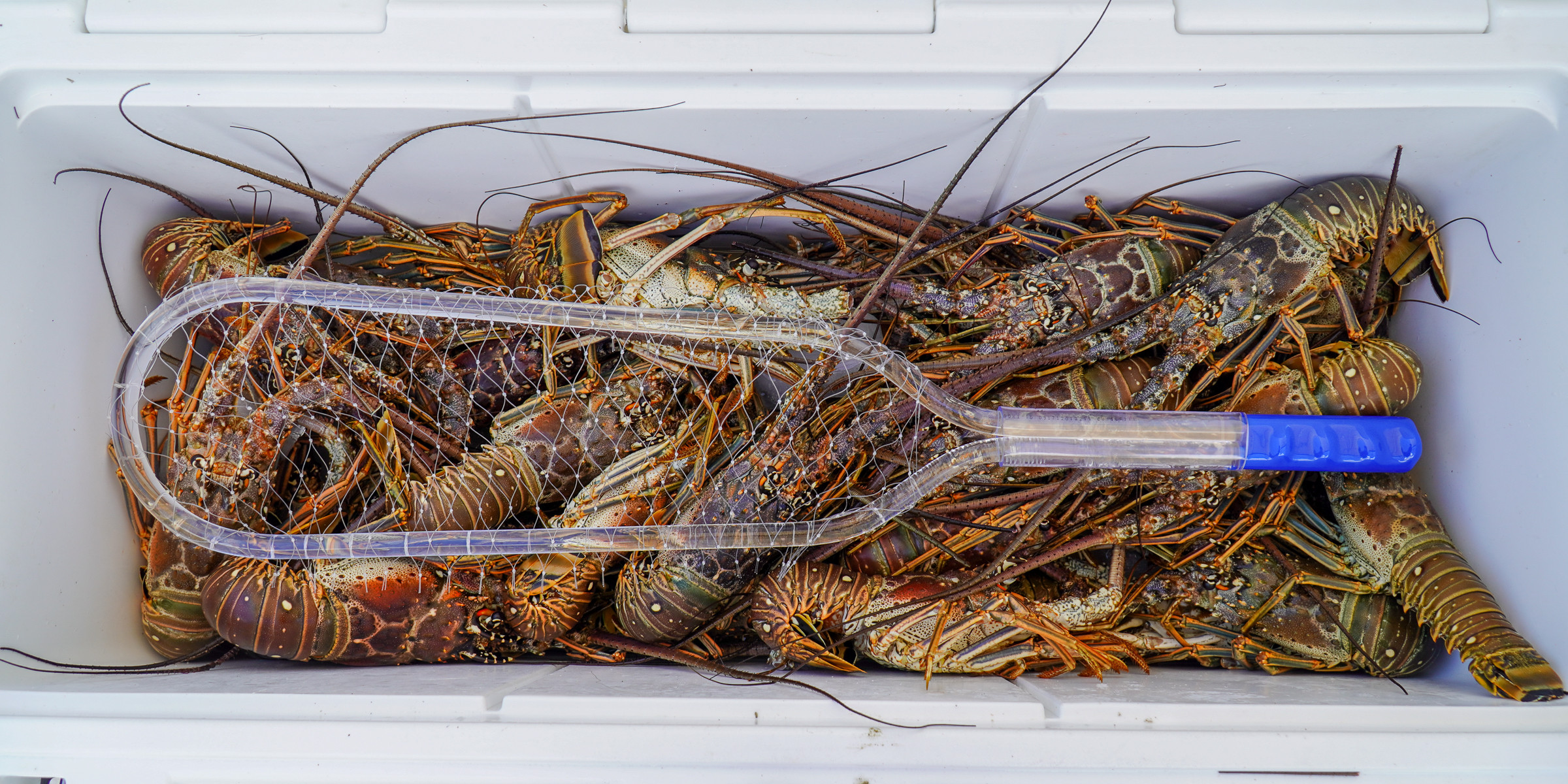 Florida Lobster Nets