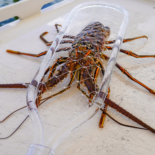 Lobster Net- "Clear Threat!"