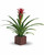 Bromeliad for delivery anywhere in Italy, check our other plants available.