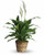 Send Spathiphyllum plant in Italy, best option as sympathy gift.