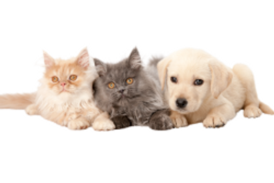 Special Offers - Pets