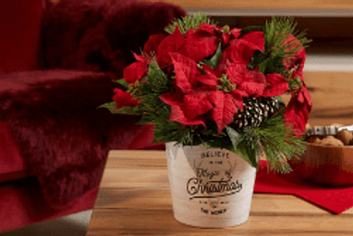 Christmas Planters & Ceramics