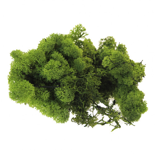 Olive Green Reindeer Moss (500g) Olive Green Reindeer Moss (500g)