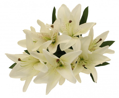 Lily Bush X 9  White  