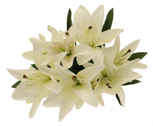 Lily Bush X 9  White  
