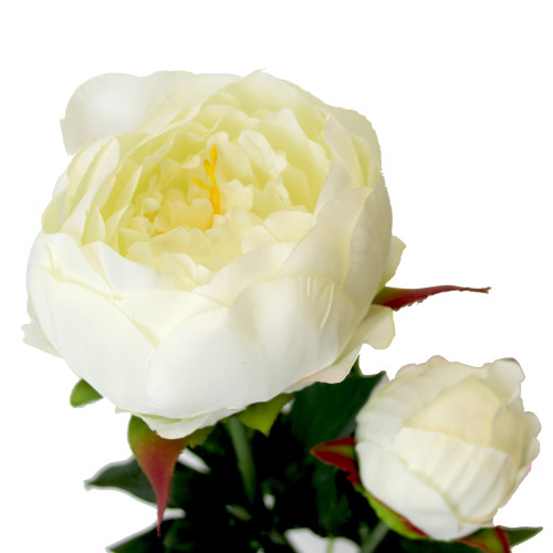 Peony X 2  White 78cm 
