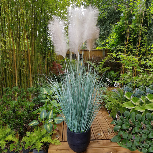 Potted Fluff Pampas 5 heads (137cm)