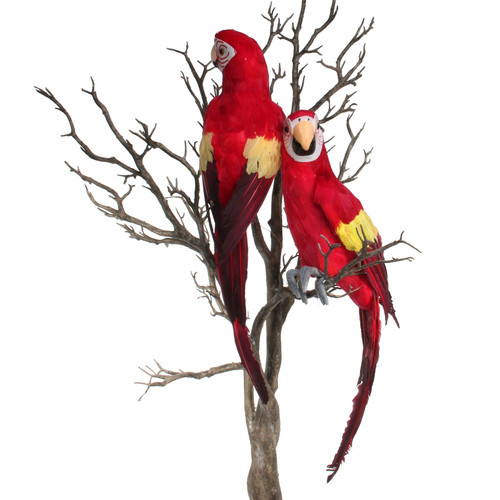 Large Red Perching Macaw 
