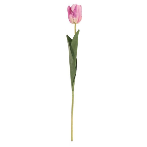 Tulip Purple Tulip Purple