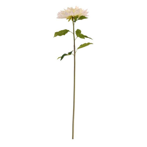 Queen Chrysanthemum Cream Queen Chrysanthemum Cream