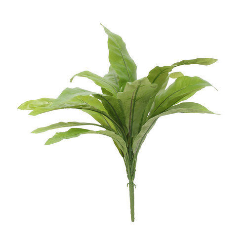 Bird Nest Fern (17inch) Bird Nest Fern (17inch)
