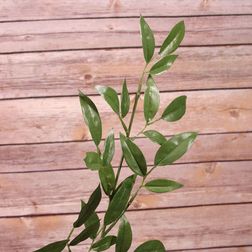 Ruscus Spray (74cm) Ruscus Spray (74cm)