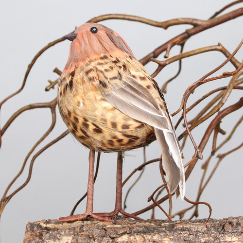 Ornamental Thrush Bird Ornamental Thrush Bird