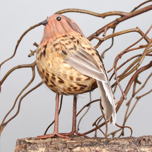 Ornamental Thrush Bird