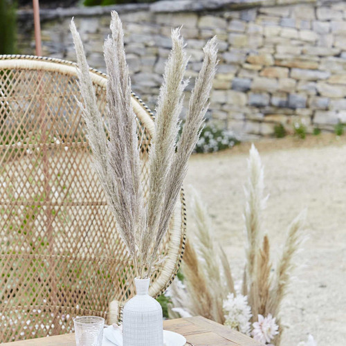 Natural Pampas Grass (Pack of 5 Stems) Natural Pampas Grass (Pack of 5 Stems)