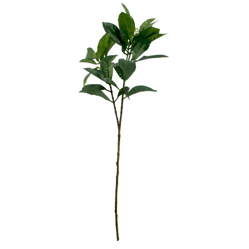 Croton Bicolour Spray X 3 Green  