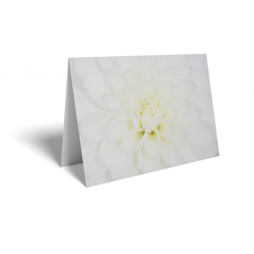 White Chrysanthemum Folded Card (pack of 25)