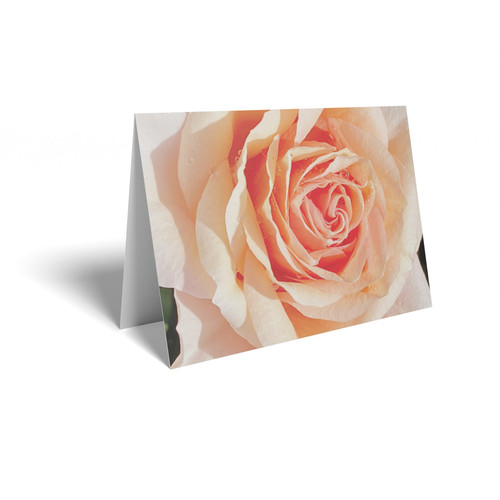 Peach Rose Folded Card (pack of 25)