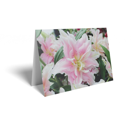 Pink Lily Folded Card (pack of 25)