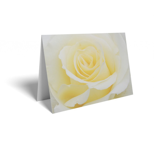 Cream Roses Folded Card (pack of 25)