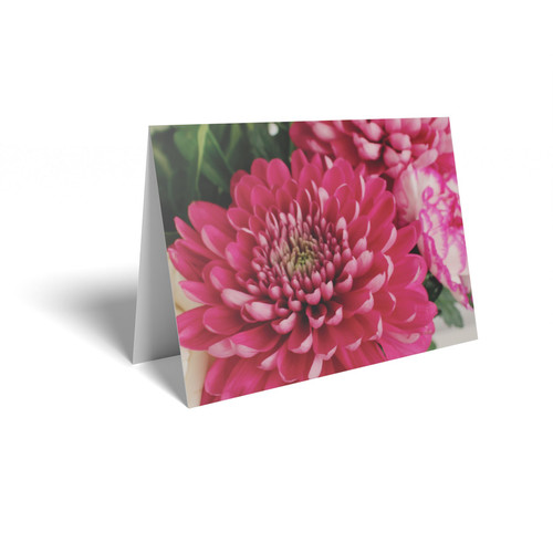 Dark Pink Chrysanthemum Folded Card (pack of 25)