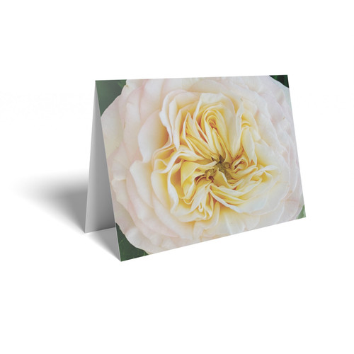 Pale Pink/Yellow Rose Folded Card (pack of 25) 