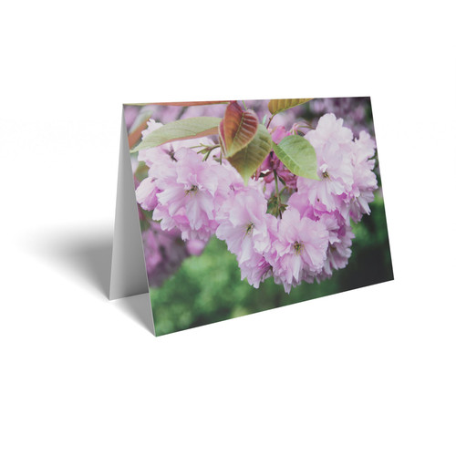 Pink Blossom Folded Card (pack of 25)