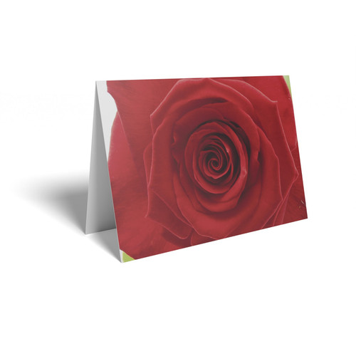Deep Red Rose Folded Card (pack of 25)