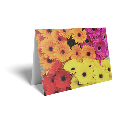 Mixed Colour Gerbera Folded Card (pack of 25)