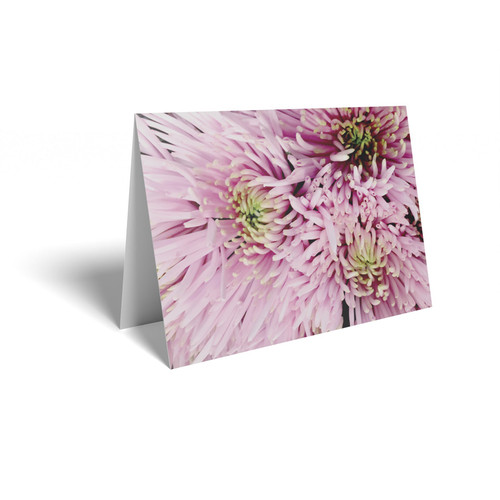 Spray Pink Chrysanthemum Folded Card (pack of 25)