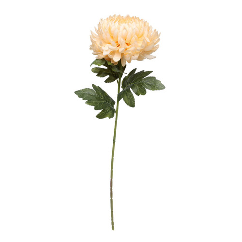 Chrysanthemum Dark Yellow Chrysanthemum Dark Yellow