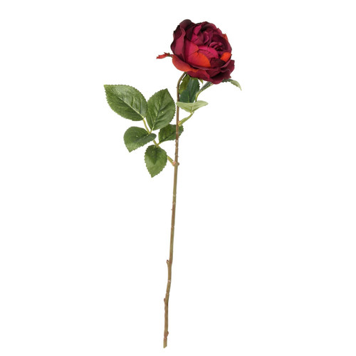 Balmoral Old Garden Rose Burgundy Balmoral Old Garden Rose Burgundy