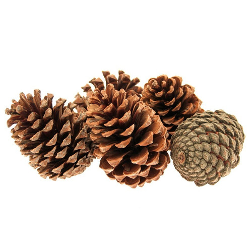 Maritima Pine Cones 5-10cm (Pack of 25)