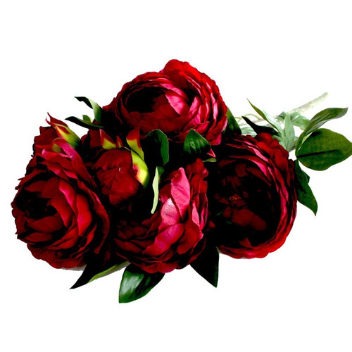 Peony Bush X 5 2 Buds Burgundy 