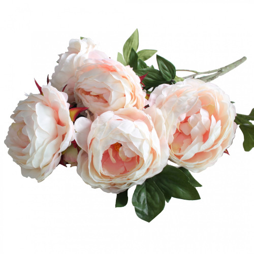 Peony Bush X 5 2 Buds Pink Cream Peony Bush X 5 2 Buds Pink Cream