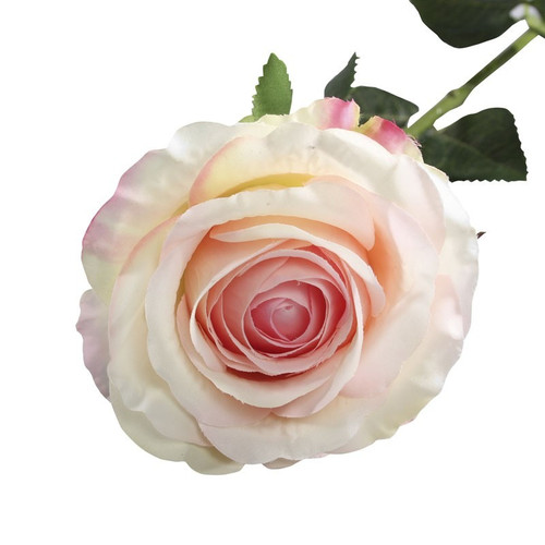 Small Camelot Open Rose Cream Pink 