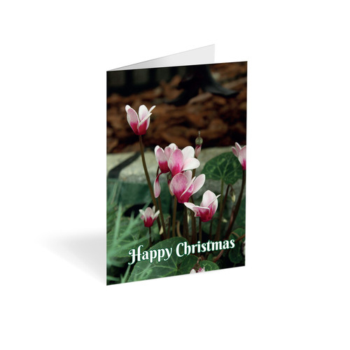 Christmas Cyclamen Folded card (Pack of 25) Christmas Cyclamen Folded card (Pack of 25)